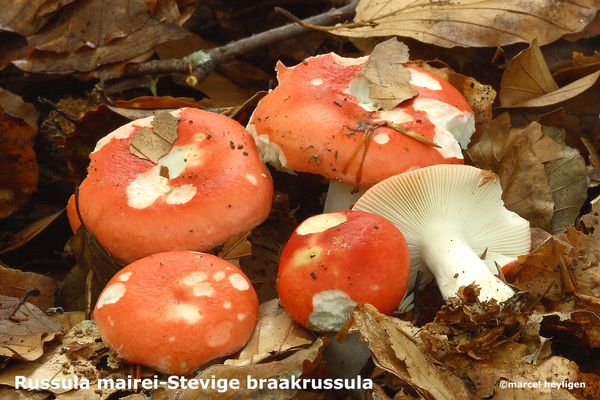 Russula mairei-Stevige braakrussula-MH20101007_027870-4-Ag