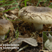 Russula-amoenolens_Scherpe-kamrussula_MH20100812_025166-8Ag