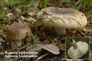 Russula-amoenolens_Scherpe-kamrussula_MH20100812_025166-8Ag