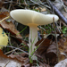 Russula-betularum_Roze-berkenrussula_MH20100916_026768-8Ag