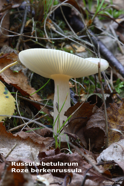 Russula-betularum_Roze-berkenrussula_MH20100916_026768-8Ag