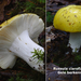 Russula-claroflava_Gele-berkenrussula_MH20100826_025734-8Ag