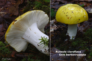 Russula-claroflava_Gele-berkenrussula_MH20100826_025734-8Ag