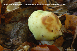 Russula-violeipes-f-violeipes-Paarsstelige-pastelrussula-MH201010