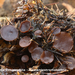 Rutstroemia-echinophila_Kastanjestromakelkje_MH20100919_026867-8A