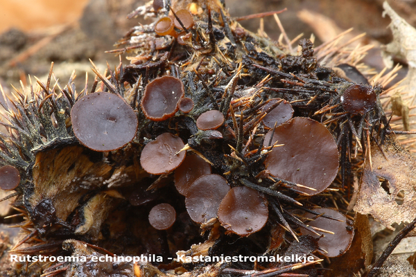 Rutstroemia-echinophila_Kastanjestromakelkje_MH20100919_026867-8A