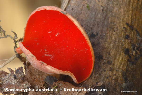 Sarcoscypha-austriaca_Krulhaarkelkzwam_MH20100304_9959-8-As