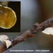 Schizophyllum-amplum_Vals-judasoor_MH20101209_028757-8He