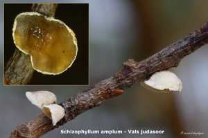 Schizophyllum-amplum_Vals-judasoor_MH20101209_028757-8He