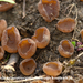 Sclerotinia-sclerotiorum_Gewoon-knolkelkje_MH20100405_20507-8-As