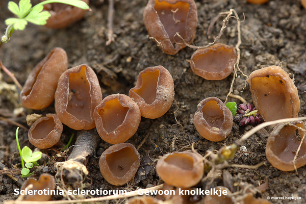 Sclerotinia-sclerotiorum_Gewoon-knolkelkje_MH20100405_20507-8-As