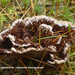 Thelephora-terrestris_Gewone-franjezwam_MH20101003_027253-8Ap