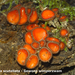 Scutellinia-scutellata_Gewone-wimperzwam_MH20100423_020838-8-As