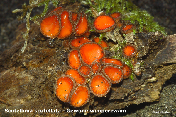 Scutellinia-scutellata_Gewone-wimperzwam_MH20100423_020838-8-As