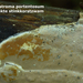 Scytinostroma-portentosum_Onvertakte-stinkkorstzwam_MH20100603_02