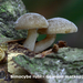Simocybe-rub_Gewoon-matkopje_MH20100812_025195-8Ag