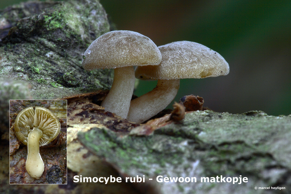 Simocybe-rub_Gewoon-matkopje_MH20100812_025195-8Ag
