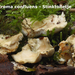 Sistotrema-confluens_Stinktolletje_MH20091211_7665-8-Ap