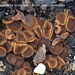Sphaerosporella-brunnea-Bruin-ballonbekertje-MH20101013_028090-8-