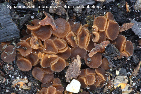 Sphaerosporella-brunnea-Bruin-ballonbekertje-MH20101013_028090-8-