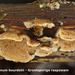 Steccherinum-bourdotii_Grootsporige-raspzwam_MH20091227_7969-8-Ap