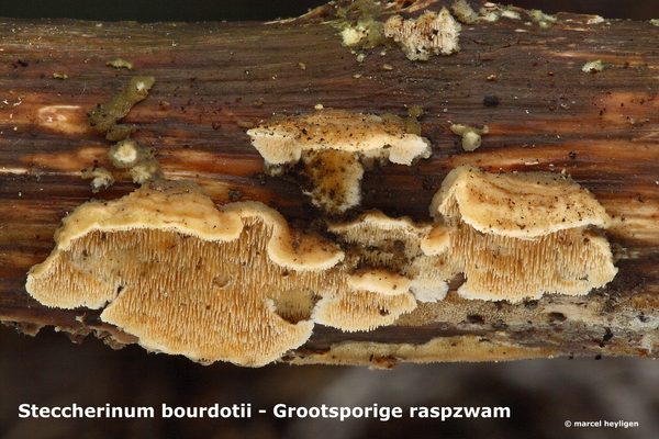 Steccherinum-bourdotii_Grootsporige-raspzwam_MH20091227_7969-8-Ap