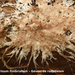 Steccherinum-fimbriatum_Geveerde-raspzwam_MH20100402_020459-8-Ap