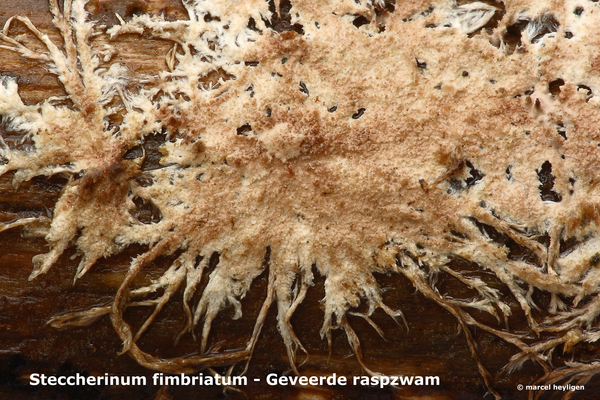 Steccherinum-fimbriatum_Geveerde-raspzwam_MH20100402_020459-8-Ap