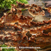 Stereum-gausapatum_Eikenbloedzwam_MH20100225_9761-8-Ap