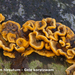 Stereum-hirsutum_Gele-korstzwam_MH20100225_9748-8-Ap