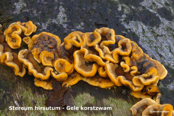 Stereum-hirsutum_Gele-korstzwam_MH20100225_9748-8-Ap
