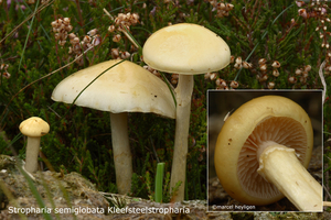 Stropharia semiglobata Kleefsteelstropharia-MH20100909_026351-4-A