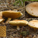 Suillus-bovinus_KoeienboleetMH_20100925_026902-8Ag