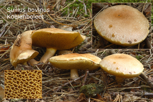 Suillus-bovinus_KoeienboleetMH_20100925_026902-8Ag