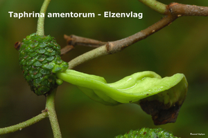 Taphrina-amentorum_Elzenvlag_MH20100729_024843-8As
