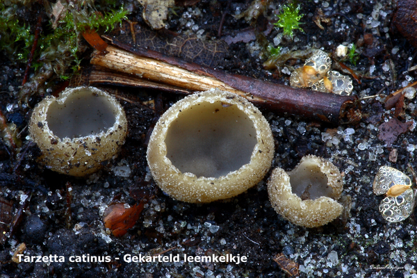 Tarzetta-catinus-Gekarteld-leemkelkje-MH20101009_027927-8-As