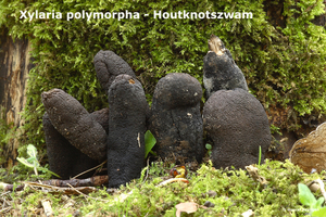 Xylaria-polymorpha_Houtknotszwam_MH20100405_020532-8-As
