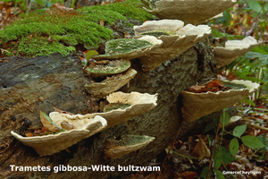 Trametes gibbosa-Witte bultzwam-MH20101007_027758-4-Ap