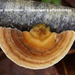 Trametes-multicolor_Gezoneerd-elfenbankje_MH20100204_9449--8-Ap