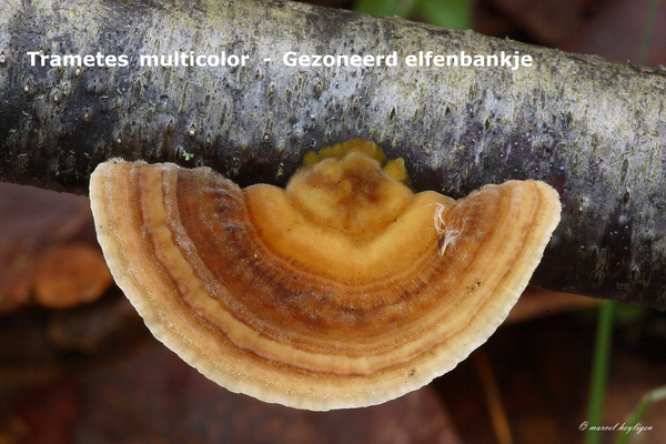 Trametes-multicolor_Gezoneerd-elfenbankje_MH20100204_9449--8-Ap