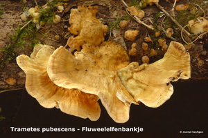 Trametes-pubescens_Fluweelelfenbankje_MH20100323_9999-8-Ap