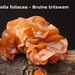 Tremella-foliacea_Bruine-trilzwam_MH20091218_7824-8-He