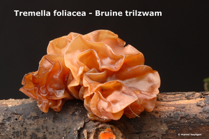 Tremella-foliacea_Bruine-trilzwam_MH20091218_7824-8-He