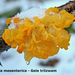 Tremella-mesenterica_Gele-trilzwam_MH20100114_8536-8-He