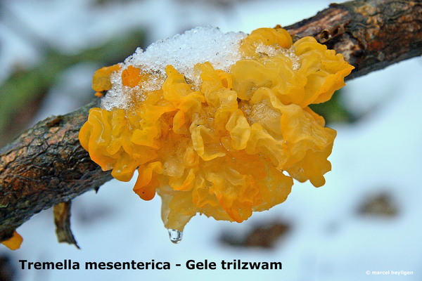 Tremella-mesenterica_Gele-trilzwam_MH20100114_8536-8-He