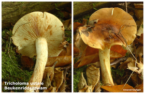 Tricholoma ustale-Beukenridderzwam-MH20101007_027728-4-Ag