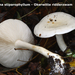Tricholoma-stiparophyllum-Okerwitte-ridderzwam-MH20101031_028333-