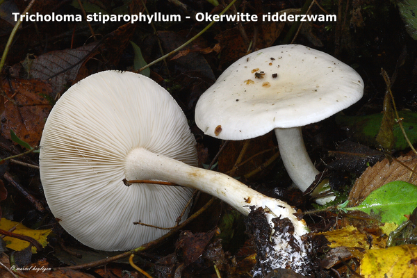 Tricholoma-stiparophyllum-Okerwitte-ridderzwam-MH20101031_028333-