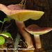 Tricholomopsis-rutilans_Koningsmantel_MH20101003_027241-8Ag