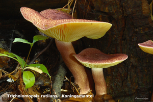 Tricholomopsis-rutilans_Koningsmantel_MH20101003_027241-8Ag